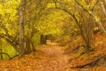 Wall Mural - Trail in the autumn rainy park on a cloudy day