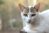 Fototapeta Koty - Close up of cute cat