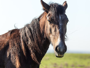 Portrait of a horse in the spring steppe