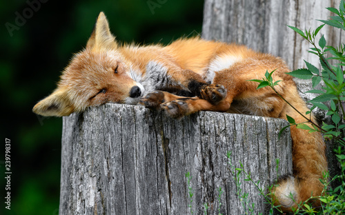 Cuadros en Lienzo cute sleepy red fox resting on a trunk