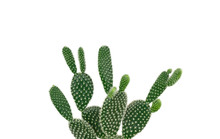 Bunny Ears Cacti Background Free Stock Photo - Public Domain Pictures