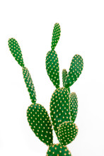 Green Bunny Ear Cactus On Clear White Background
