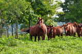 Fototapeta Konie - Herd wild horses graze in the meadow