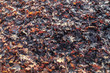 Autumn Red Leaves Background