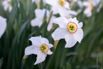 Wall Mural - White daffodils in a garden with dark green leaves. Narcissus