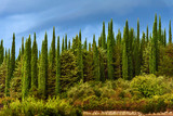 Fototapeta Na ścianę - Cypress tree wall with blue sky at morning. Tuscany. Italy.