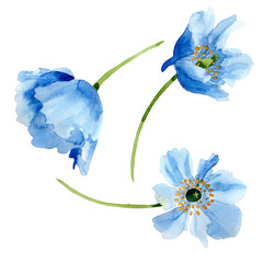 Blue Poppy. Floral botanical flower. Isolated poppy illustration element.