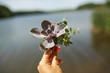 © Kate - Florist decorator hold fresh succulent flower in hand. Event decoration