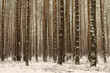 Snow-covered trees in a forest