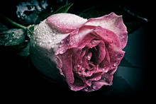 Rain Drops On A Single Rose.