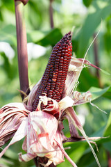 Wall Mural - red sweet corns in green leaves on a farm field