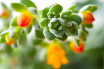  close-up flowering succulent cactus