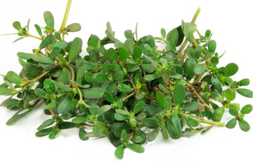 Unusual edible plant called Portulaca oleracea in white background