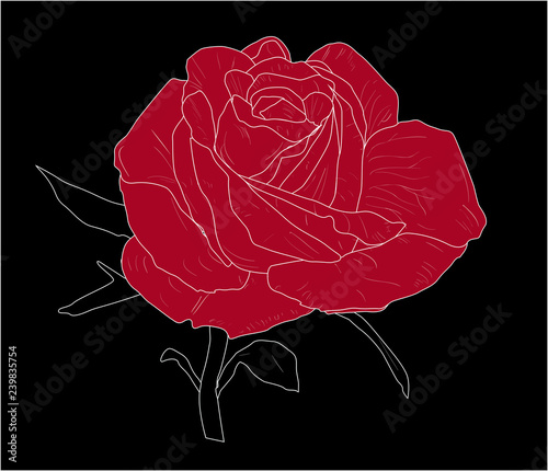 Red Roses Single Sketch On Black Background Buy This Stock