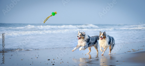 Fotomural Eine Gruppe von zwei Australian Shepherds springen voller Lebensfreude durch das blaue Wasser auf ein Spielzeug zu