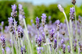 Fototapeta Lawenda - lavender close-up