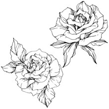 Vector Rose Flower. Isolated Rose Illustration Element. Black And White Engraved Ink Art.