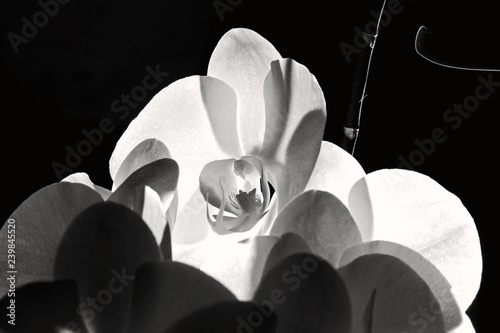 Dekoracja na wymiar  otworz-orchidee-w-kolorze-bialym-i-czarnym
