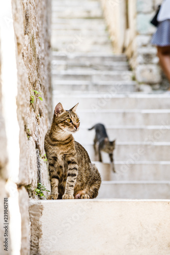 Grau Getigerte Katze Sitzt Auf Einer Treppe Schaut Zur Seite