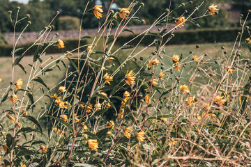 Yellow flowers in a strong wind in a garden in France