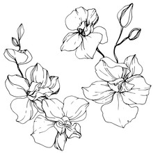 Vector Orchid. Floral Botanical Flower. Black And White Engraved Ink Art. Isolated Orchid Illustration Element.