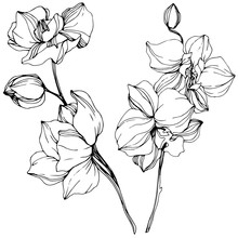 Vector. Orchid Flower. Black And White Engraved Ink Art. Isolated Orchid Illustration Element On White Background.