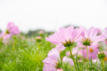 Wall Mural - cosmos flower in the garden