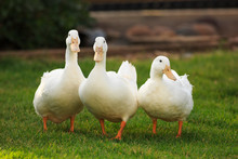 Three White Ducks On Green Grass