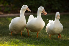 Three Quacking Ducks On Green Grass