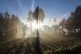Fototapeta Na ścianę - Sonnenspiel zwischen Bäumen am fuße des Bromo Vulkans in Indonesien
