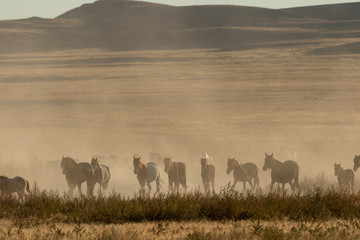 Sticker - Wild Horses in the Utah Desert