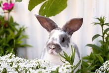Adorable Spotted Rabbit In A Garden