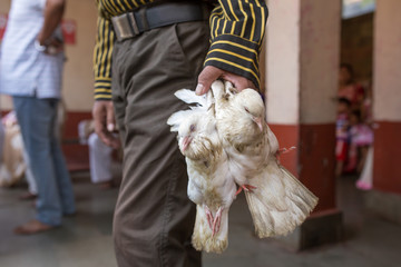 Indian man holding pigeons before sacrificing them in Hindu Kamakhya temple in Guwahati, Assam state, North East India.