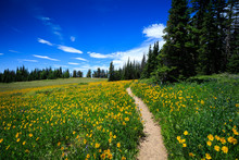 A Hiking Trail Leads Through An Alpine Wildflower Meadow At Cedar Breaks National Monument, Utah