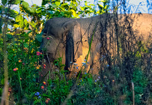 Indian Elephant (Elephas Maximus Indicus) Hidden In The Bush - Jim Corbett National Park, India