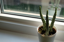 A Pickle Plant (Kleinia Stapeliiformis) Sitting On A Window Sill With A Slight View Of The Outside.