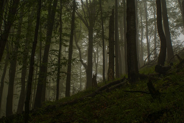  Dark forest. Skolivski Beskydy National Park. Ukraine
