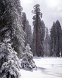 Giant sequoia tree towers over snowy meadow in California nature