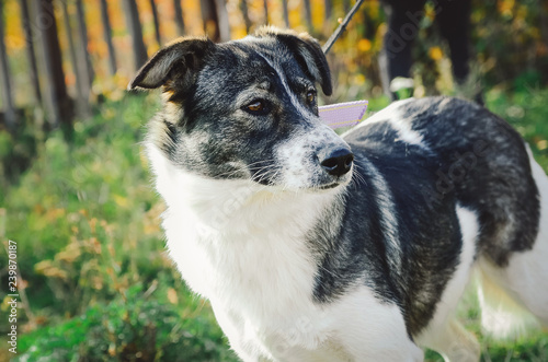 Foto Beautiful mongrel white dog with black spots.