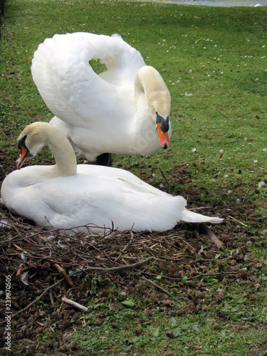 Fotografie, Obraz Europe, Belgium, West Flanders, Bruges, lonely Swan behind the fence