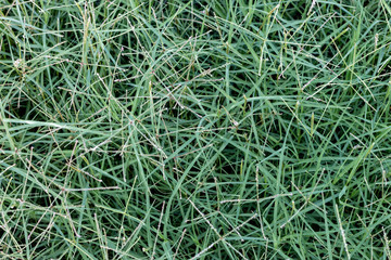 background of green grass