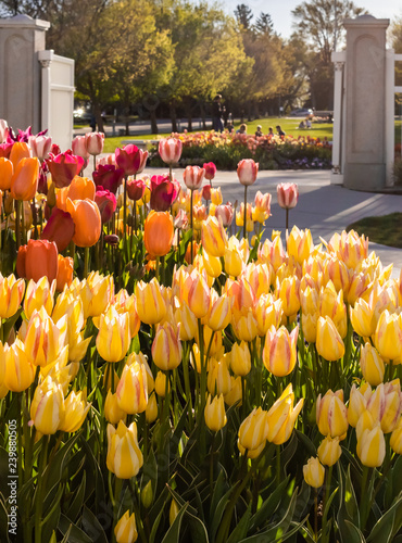 Photo Flower gardens in spring with tulips, daffodils and pansies