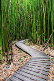 Fototapeta Sypialnia - Bamboo Forest along Pipiwai Trail in Maui which can be found near the Road to Hana