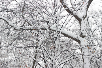 Snow covered trees woods forest bare winter white