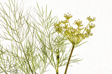 Canvas Print - dill on the white