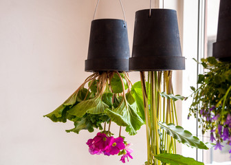 potted plants upside-down