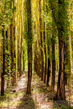 Fototapeta Las - Poplars Forest