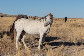 Wild Horse in the Utah Desert