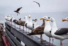 Seagulls Sit On A Dock Rail In Monterey Bay California