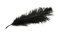 Color Ostrich Feather Isolated